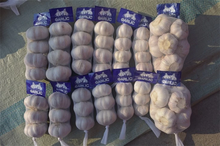 Freshly Picked Garlic