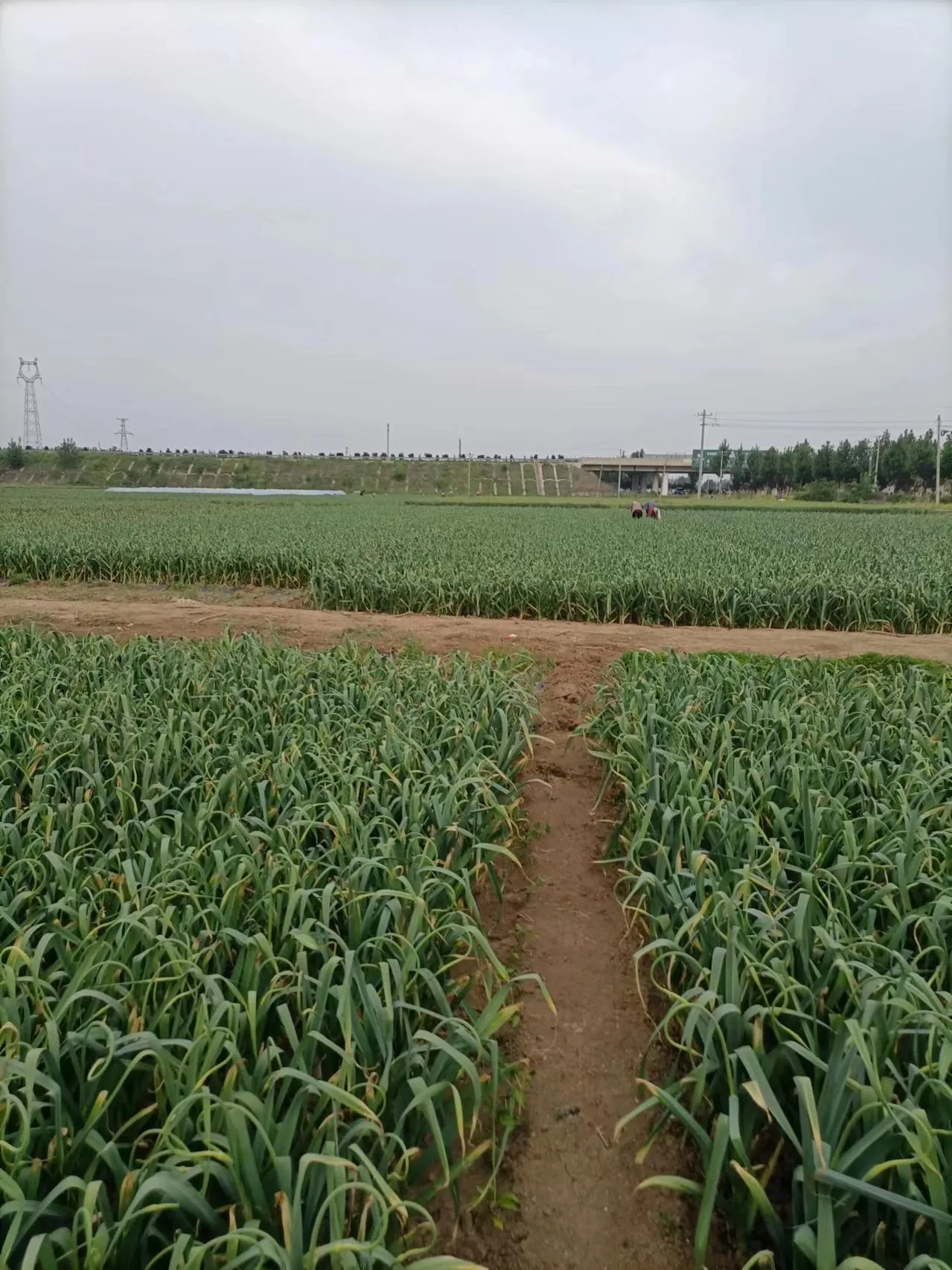 Le gaélique depuis ses origines