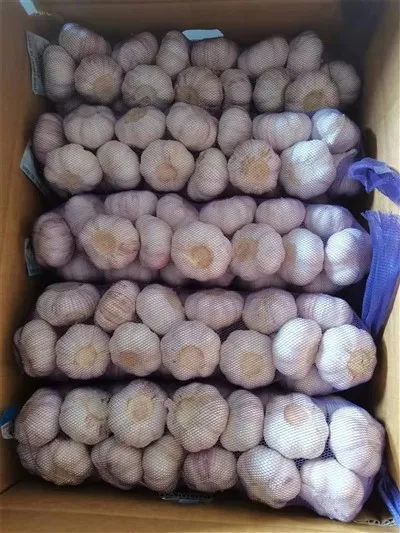 Ail à peau violette